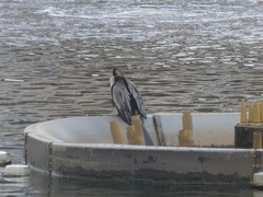 Anhinga anhinga leucogaster