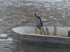 Anhinga anhinga leucogaster