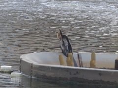 Anhinga anhinga leucogaster