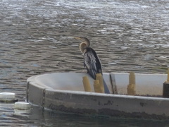 Anhinga anhinga leucogaster