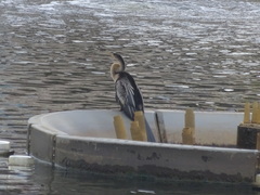 Anhinga anhinga leucogaster