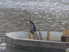 Anhinga anhinga leucogaster