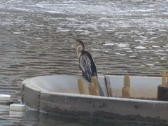 Anhinga anhinga leucogaster
