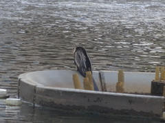 Anhinga anhinga leucogaster