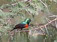 Cinnyris nectarinioides