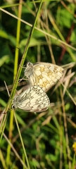 Melanargia galathea