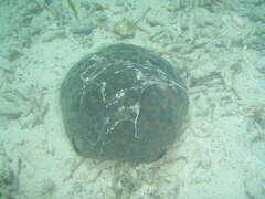 Culcita novaeguineae