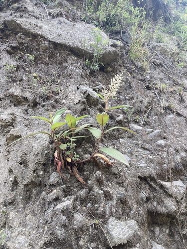 Soft Knotweed (Koenigia mollis)