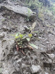 Aconogonon molle (Aconogonon molle)