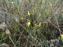 Linaria biebersteinii ruthenica