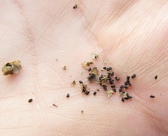 Linaria biebersteinii ruthenica