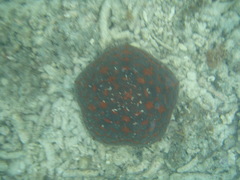 Culcita novaeguineae