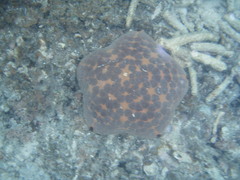 Culcita novaeguineae