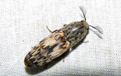 Pherhimius fascicularis