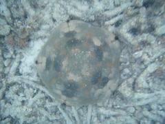 Culcita novaeguineae