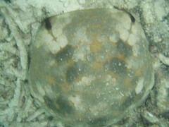 Culcita novaeguineae