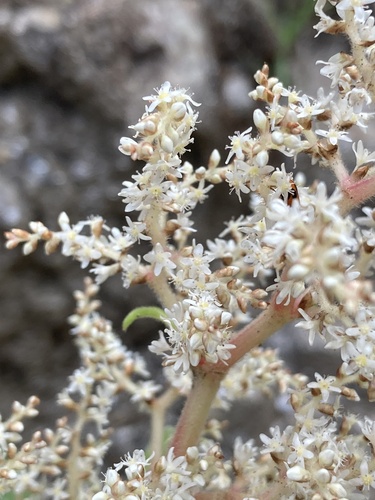 Koenigia mollis, photograph 3