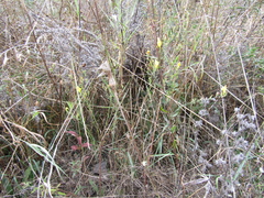 Linaria biebersteinii ruthenica