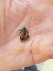 Anisoplia austriaca