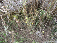 Linaria biebersteinii ruthenica