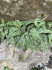 Asplenium trichomanes