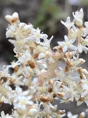 author not stated, no rights reserved Koenigia mollis, photograph author not stated, no rights reserved