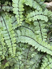 Asplenium trichomanes