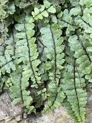 Asplenium trichomanes