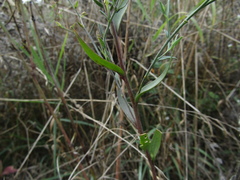 Linaria biebersteinii ruthenica
