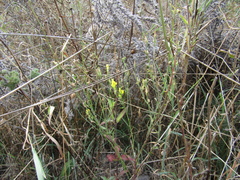 Linaria biebersteinii ruthenica