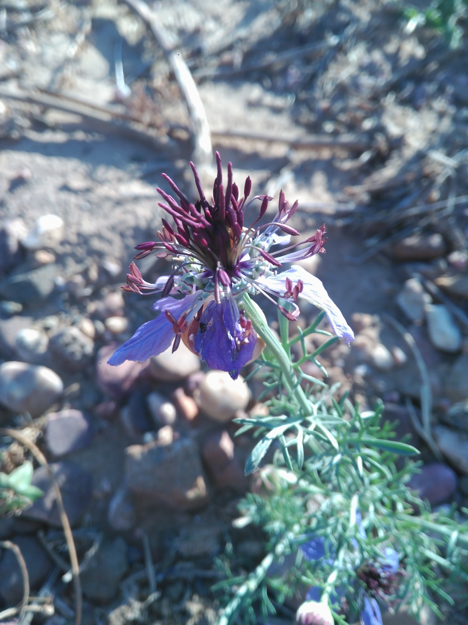 Nigella hispanica