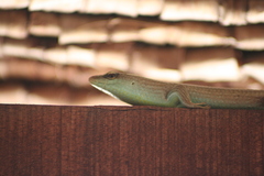 Dasia olivacea