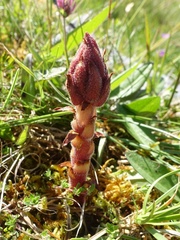 Orobanche alba