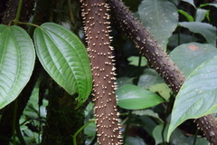 Socratea