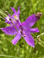 Calopogon