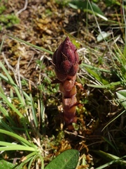 Orobanche alba