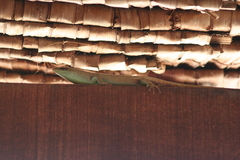 Dasia olivacea