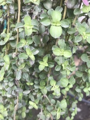 Coleus amboinicus