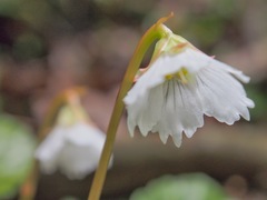 Shortia rotundifolia