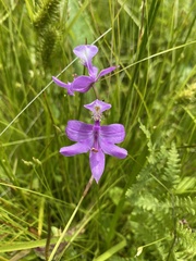 Calopogon