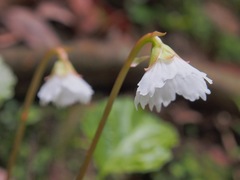 Shortia rotundifolia