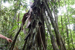 Socratea