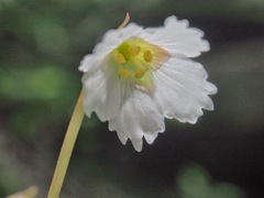 Shortia rotundifolia