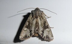 Ichneutica insignis