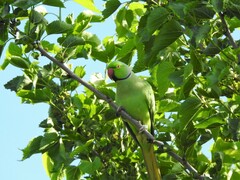 Psittacula krameri manillensis