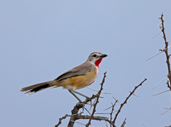 Rhodophoneus cruentus