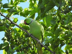 Psittacula krameri manillensis