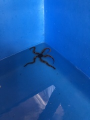 Ophiocoma echinata