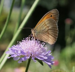 Coenonympha pamphilus