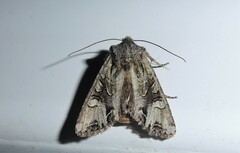 Ichneutica insignis